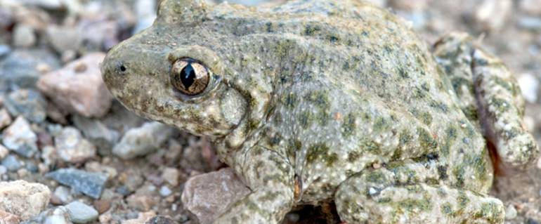 Image de l'actualité Aidez-nous à recenser l’alyte accoucheur ! 